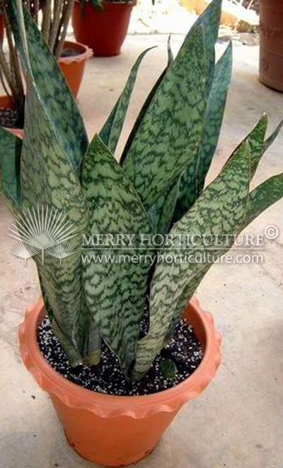 Sanservieria green sp